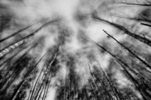 Subjection