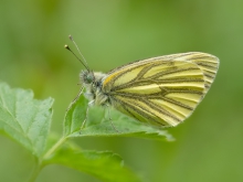 Bielinek bytomkowiec
