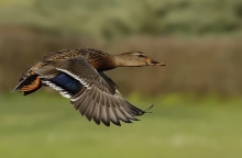 Duck
