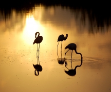 Flamingos
