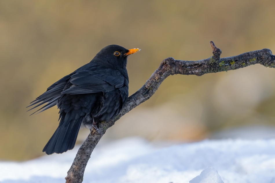 fotodam - Zima. Kos (Turdus merula) Eurasian or Chinese Blackbird . Zdjęcie 320066