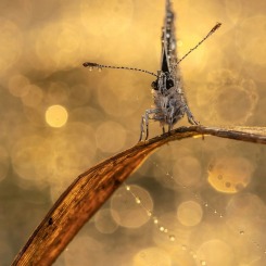 Strażnik krainy Midasa