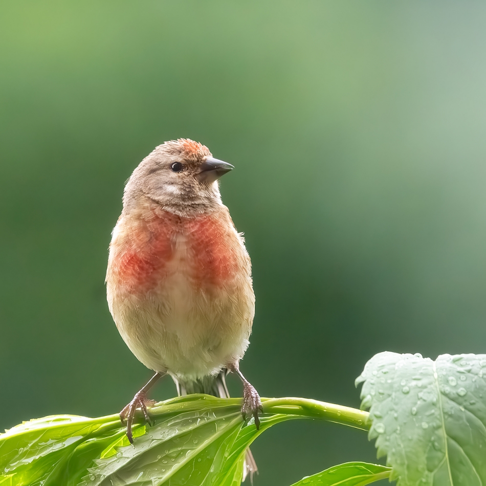 roman53 - Makolągwa. . Zdjęcie 325284