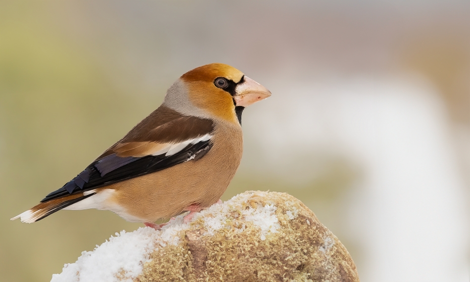 roman53 - . . Zdjęcie 329061