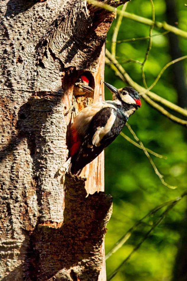 Dzięcioł. . Zdjęcie 337124