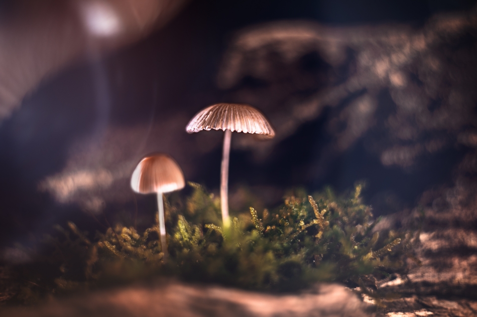 kikul1974 - NA DNIELASU. . Zdjęcie 336465