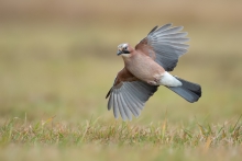 Sójka, Eurasian Jay (Ga...