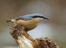 Kowalik