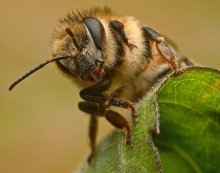 portret pszczoły
