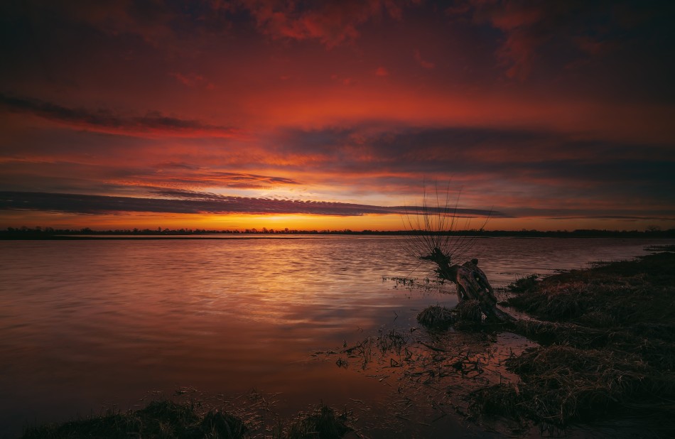 Sęp nadwarciański . Ujście Warty. Zdjęcie 339578