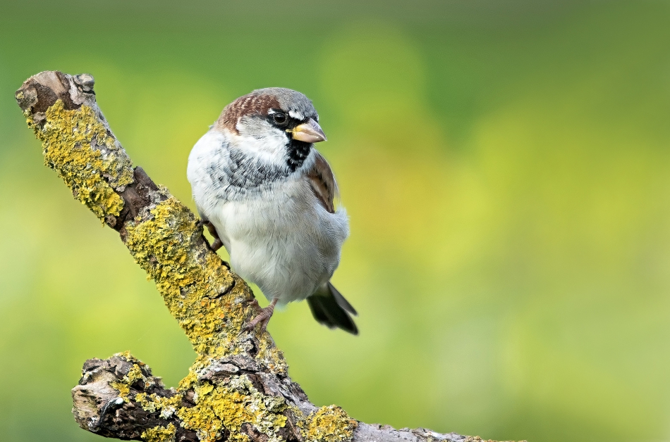 roman53 - . . Zdjęcie 293651