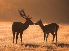 Love is in the air 