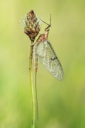Ephemera lineata