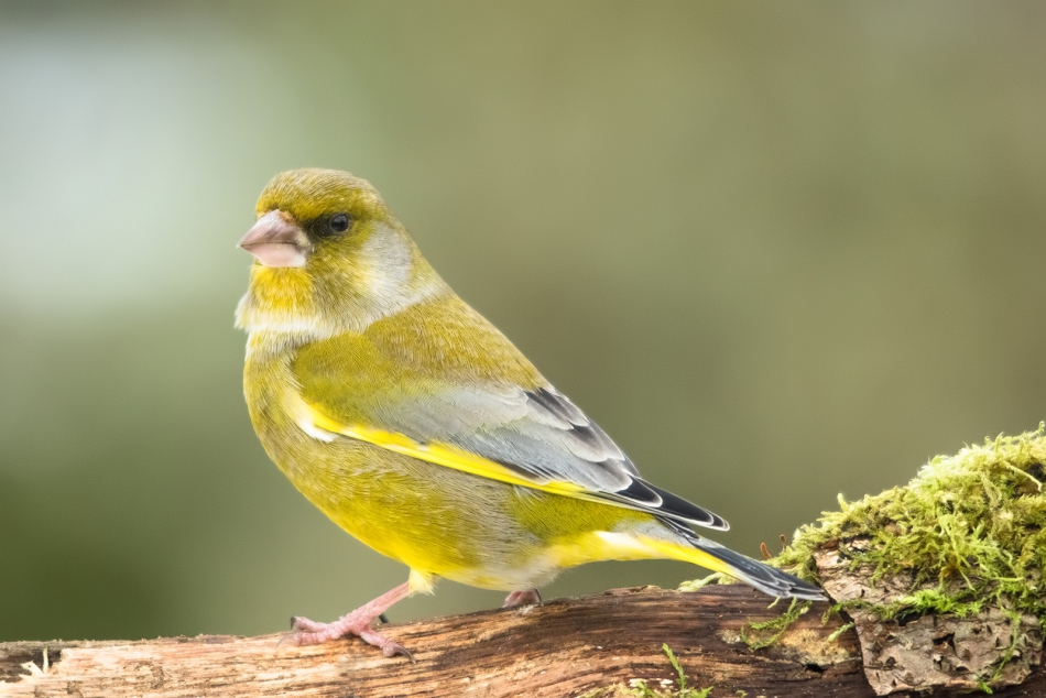 roman53 - . . Zdjęcie 282898