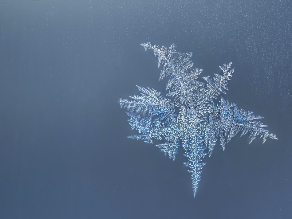 Zimowy kwiat. . Zdjęcie 338672