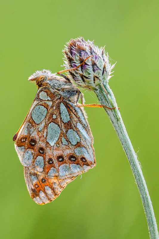 mariusz - Dostojka latonia. . Zdjęcie 120427
