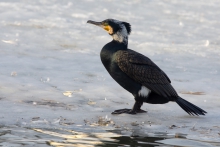 Kormoran w szacie godowej