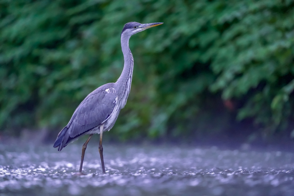 amigamedia - Poranny obchód. Czapla siwa (Ardea cinerea) Przyroda Naszego Regionu - Śląsk Cieszyński - Skoczów.. Zdjęcie 304118