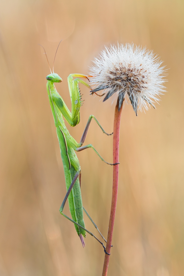 prajzner - Mantis religiosa. Już są te piękne bestie.... Zdjęcie 199565