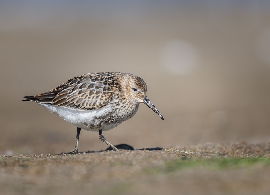 Biegus zmienny . . Zdjęcie 338476