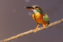 Kingfisher 