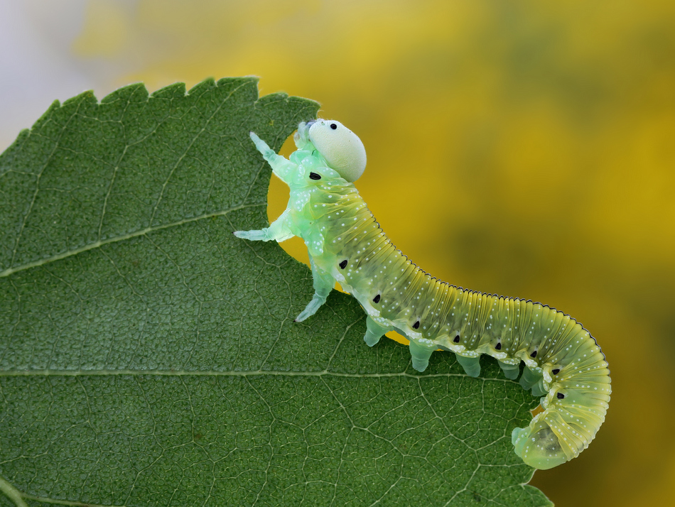 ktosiu - *. . Zdjęcie 94930