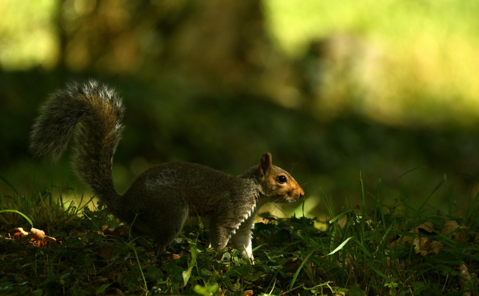 moramiko - Pod dębem. Wiewiórka szara szuka smakołyków w cieniu wielkiego dębu.. Zdjęcie 318955
