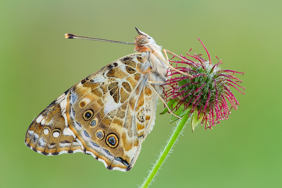 grzegorz - . . Zdjęcie 144387