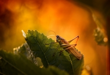 Obserwator