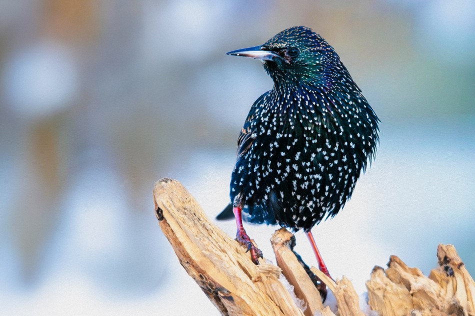 Zimowy szpak. . Zdjęcie 339458