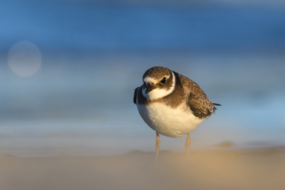 tomeq67 - Sieweczka obrożna.. W piaskowej zamieci.... Zdjęcie 300038