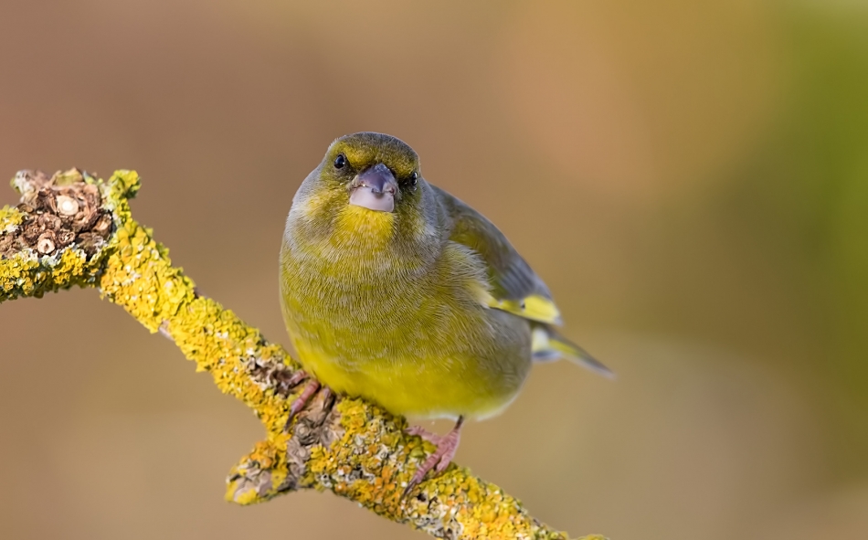 roman53 - Dzwoniec. . Zdjęcie 320356