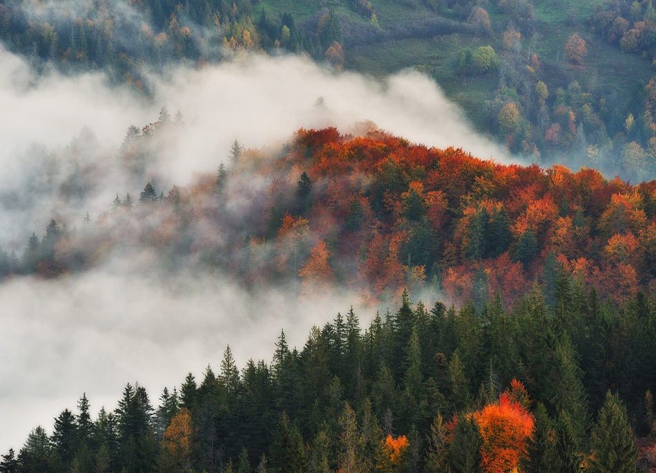 sergnester - Autumn morning. Majestic autumn rural scenery. Landscape with mountains  with morning fog. Zdjęcie 330120