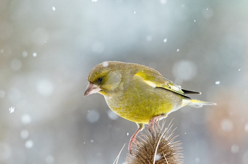 roman53 - . . Zdjęcie 307845