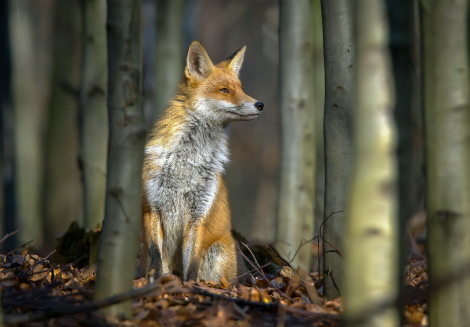 amigamedia - W bukowym lesie cisza.... Lis (Vulpes vulpes)  . Zdjęcie 315359