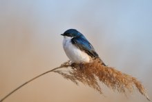 Tree Swallow ( Tachycin...