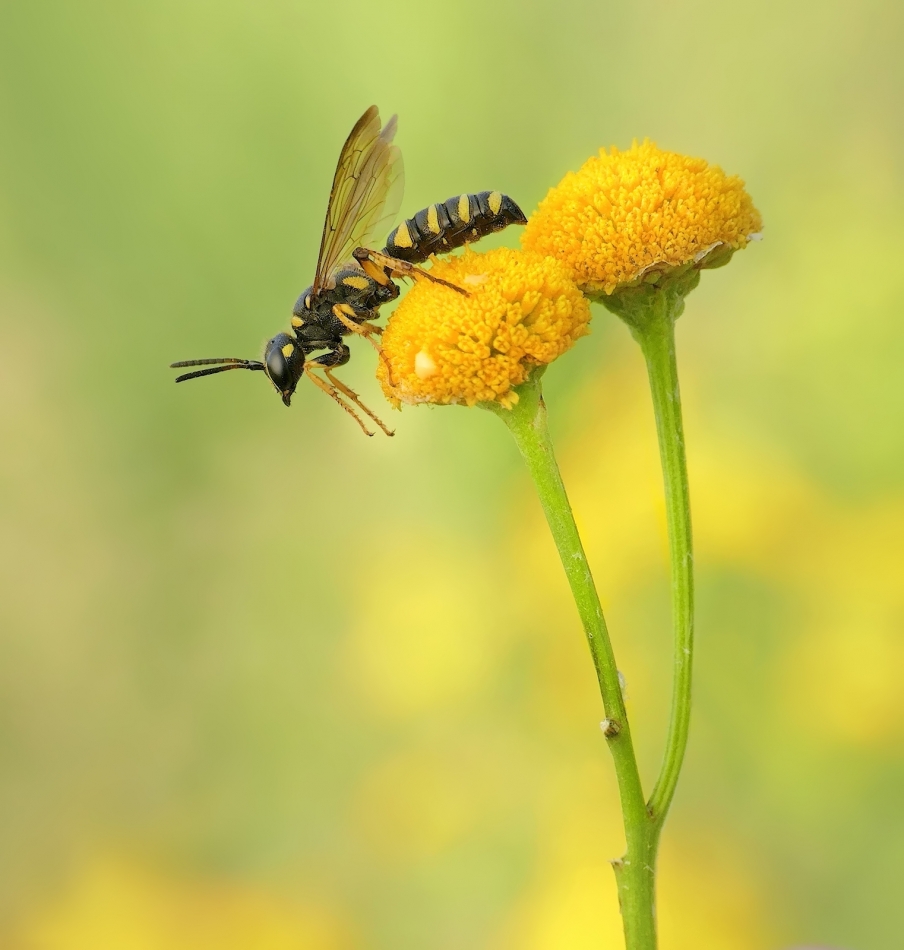 keni - Klecanka rdzaworo?na. PE. Zdjęcie 336601
