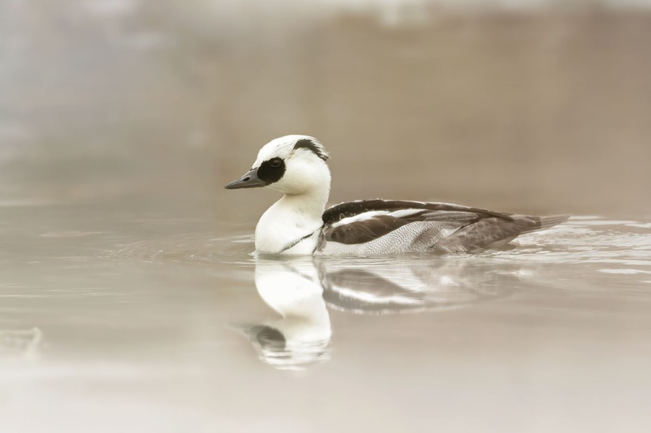 Bielaczek. . Zdjęcie 338448