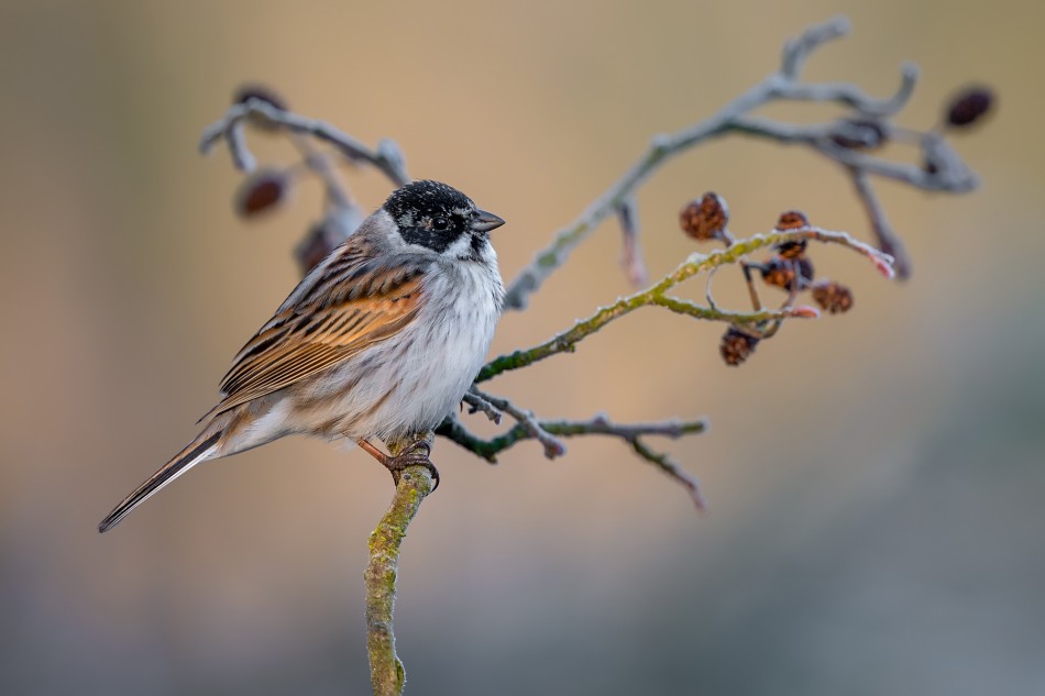 Na granicy mrozu i spokoju. Potrzos (Emberiza schoeniclus). Zdjęcie 339539