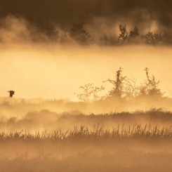 Maj w dolinie mgieł