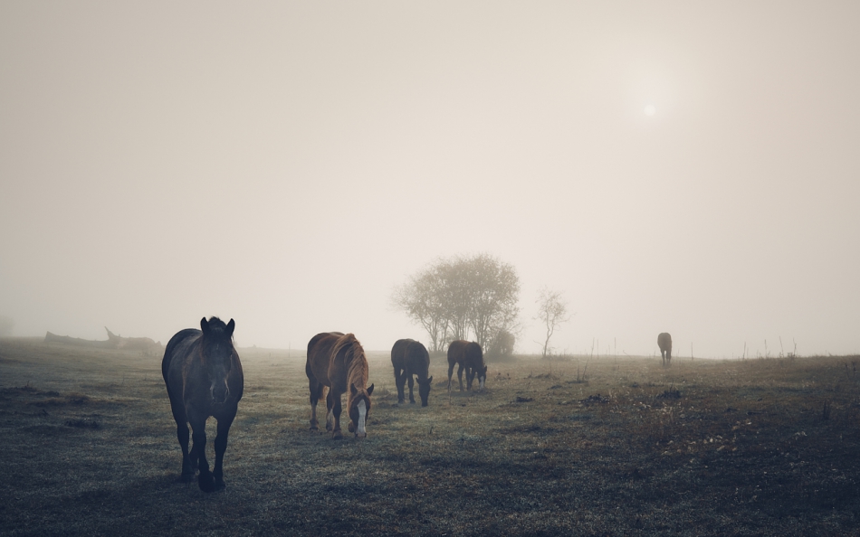 shooter76 - . . Zdjęcie 279288