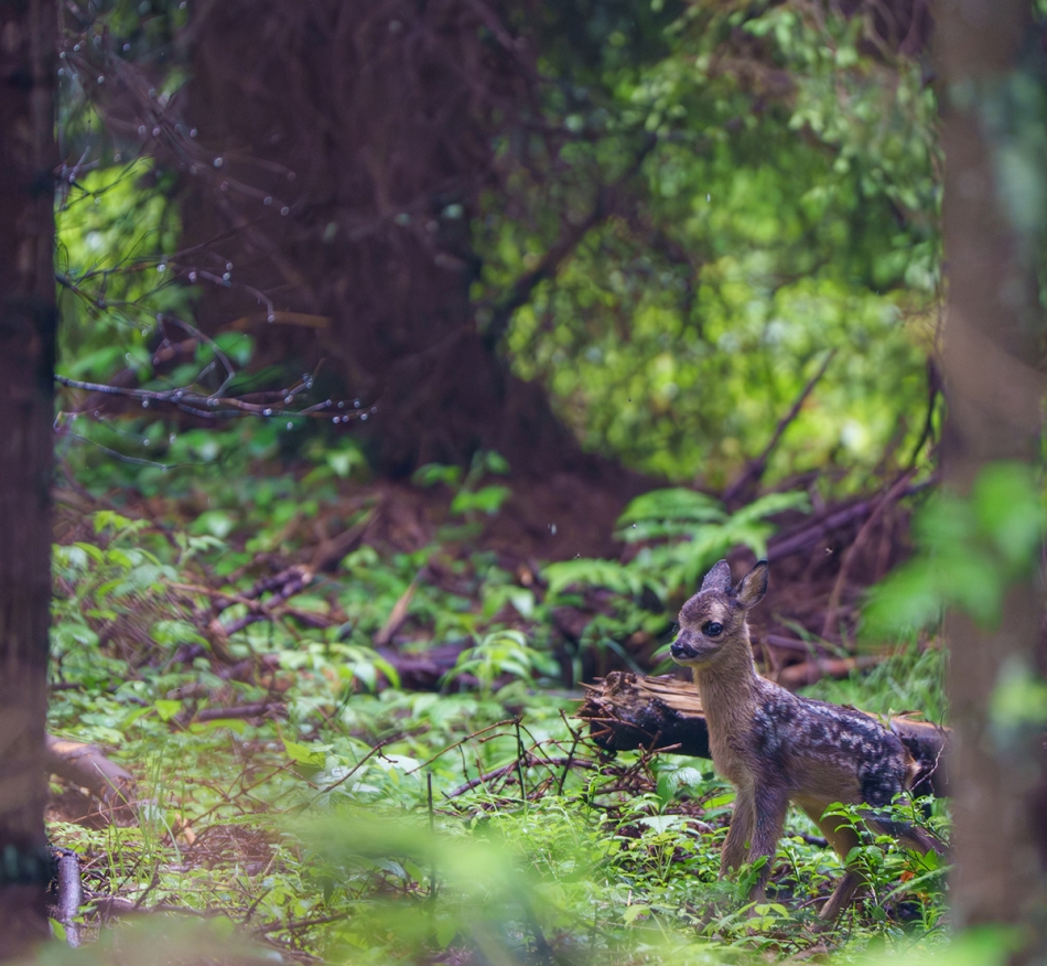 vrgraf - młode. Młode nie ucierpiało - fotografowane z bezpiecznej odległości matka była w pobliżu. Zdjęcie 333223
