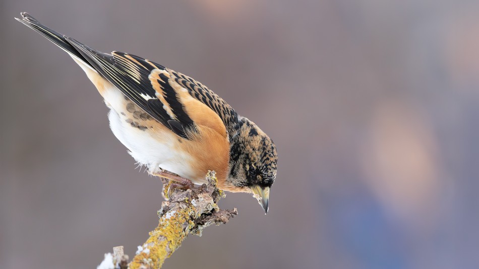 Jer. . Zdjęcie 338379