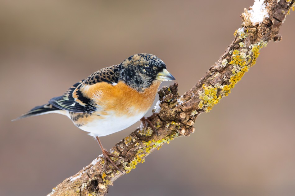 Jer. . Zdjęcie 338953