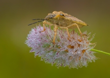 Pluskwiaczek