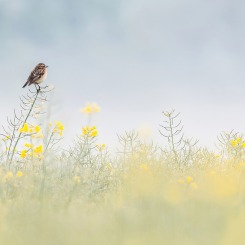 Pastelowy świt majowy.