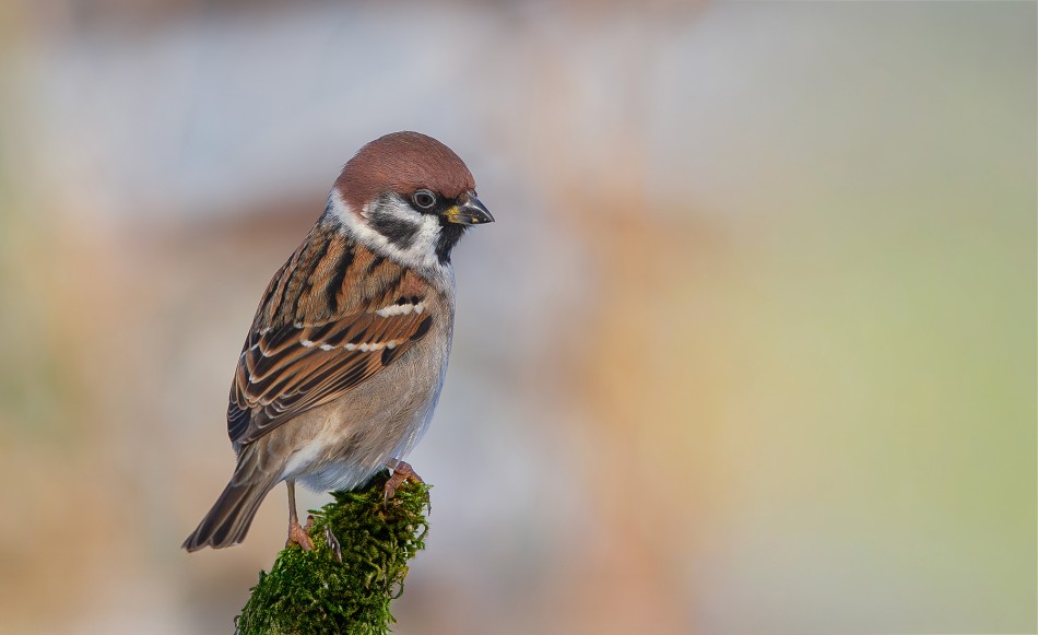 Mazurek. . Zdjęcie 337700