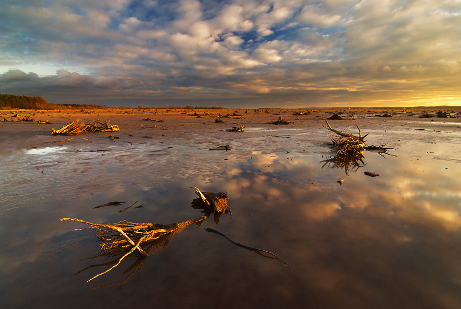 siwypz - turawskie korzenie. . Zdjęcie 109696