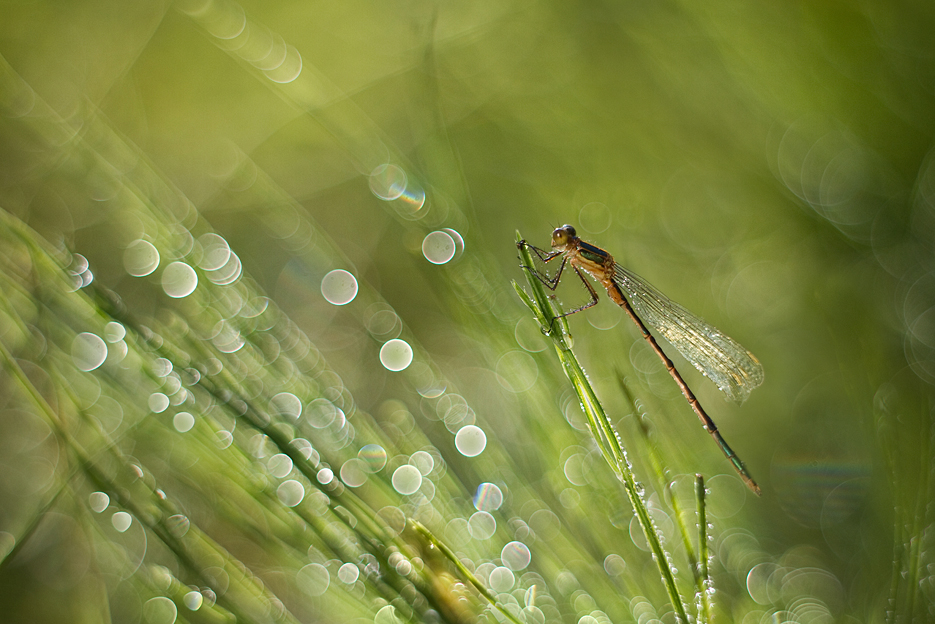 agnez - *. M42. Zdjęcie 132762