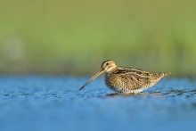 Kszyk, Common Snipe (Ga...